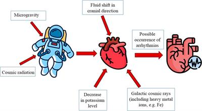 Is space flight arrhythmogenic?